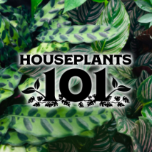 Houseplants 101 Workshop